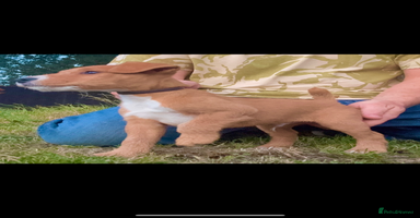 Lakeland Terrier dogs - Advert 3