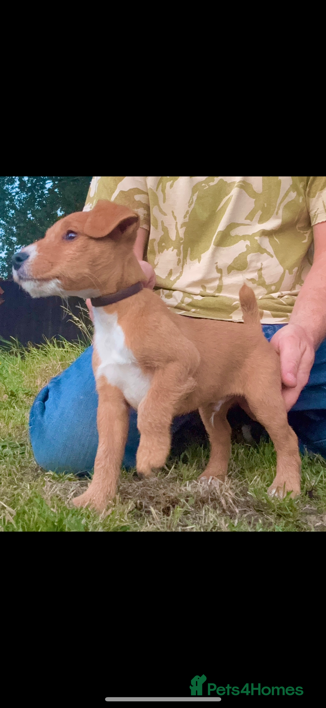 Lakeland Terrier dogs for sale: Quality Lakeland terrier pups  - Image 2