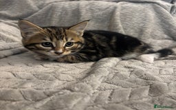 Mixed Breed cats for sale: 5 Gorgeous Kittens  - Image 3