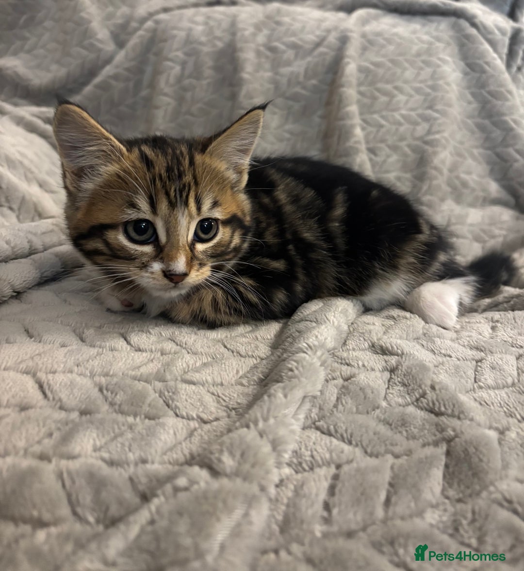 Mixed Breed cats for sale: 5 Gorgeous Kittens  - Image 3