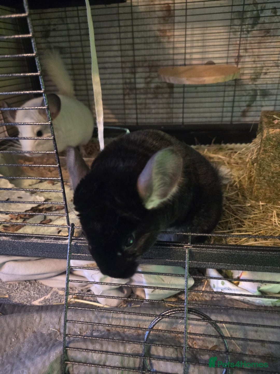 Chinchilla rodents for sale: 2 Male Chinchillas and cage with accessories  - Advert 1
