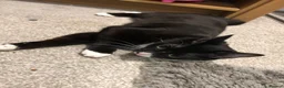 Mixed Breed cats for sale: 3 year old tuxedo female cat  - Advert 5
