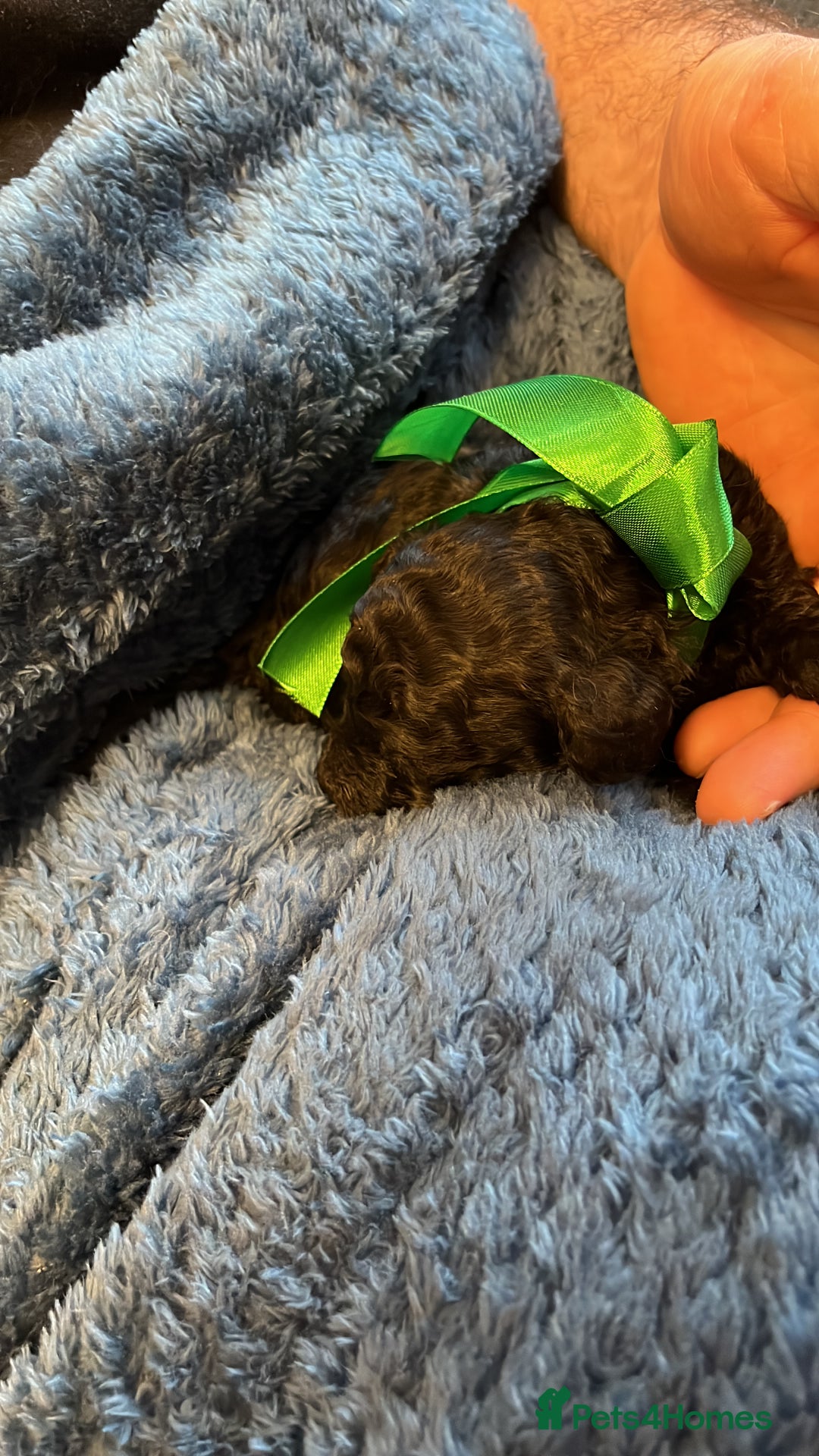 Miniature Poodle dogs for sale: Gorgeous miniature poodle pups - Image 13