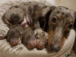 Miniature Dachshund dogs Female dapple miniature KC reg 💗 - Advert 13