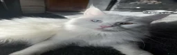Maine Coon cats for sale: Purebred Maine Coons Looking For A Loving Home 😻 - Advert 4