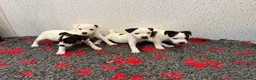 Lakeland Terrier dogs for stud: Lakeland terrier stud  - Advert 2