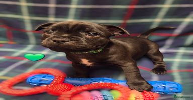 Staffordshire Bull Terrier dogs - Advert 15
