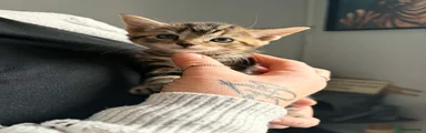 Norwegian Forest Cat Kitten 1