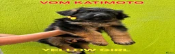 German Shepherd dogs for sale: KC Register German Shepherd puppies  in London - Advert 21