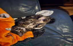 Mixed Breed cats for sale: Beautiful kittens 8 weeks old  - Image 1