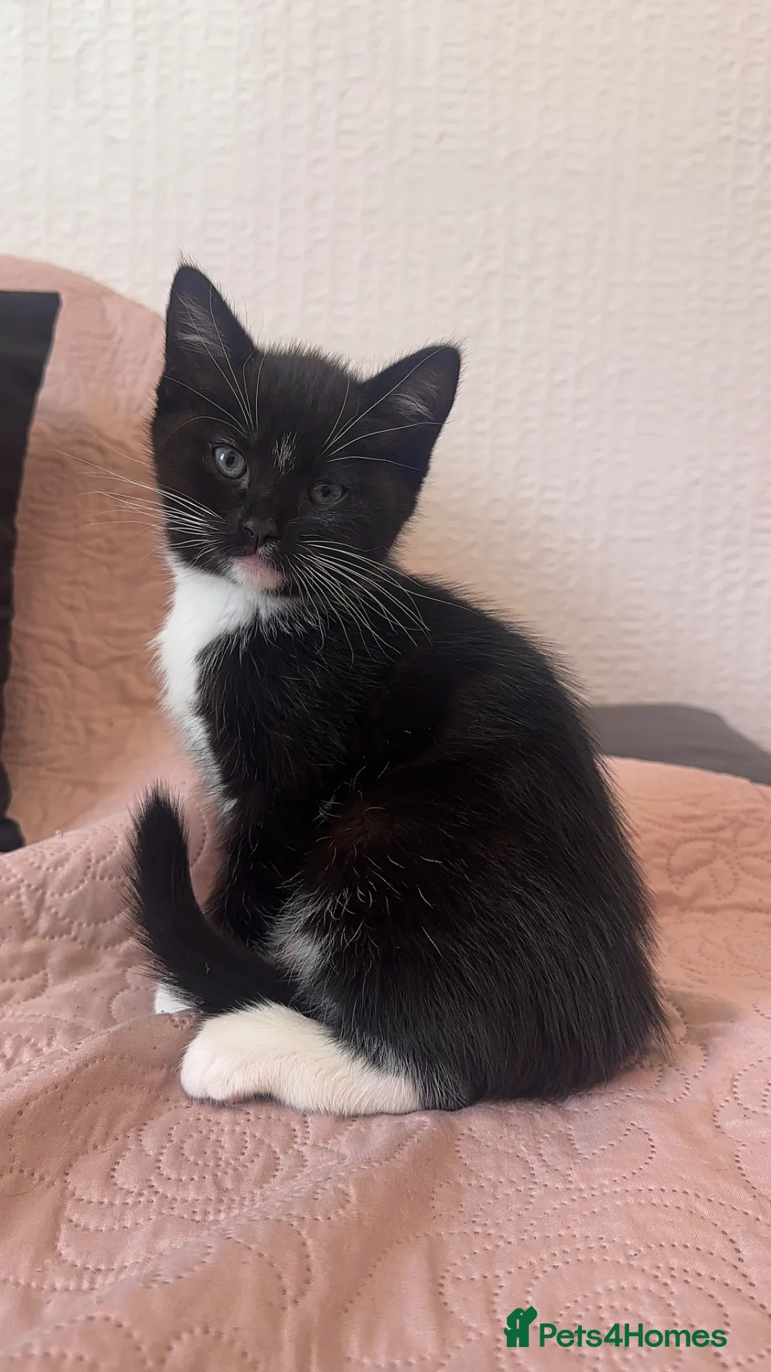 Ragdoll cats for sale: Adorable Ragdoll x Tabby Kittens - Advert 5