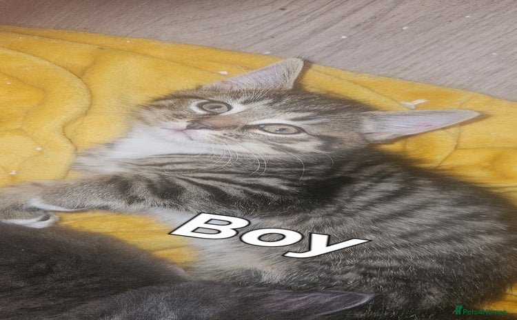 British Shorthair cats - Advert 5