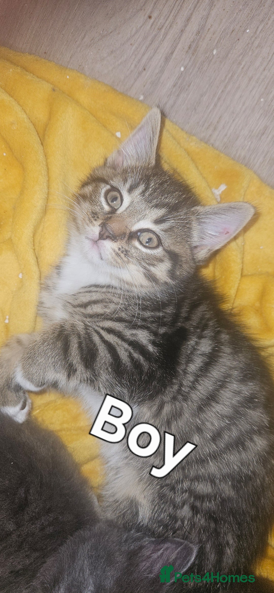 British Shorthair cats for sale: 3 boys 1 girl. Kittens - Image 1