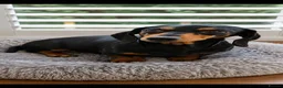 Miniature Dachshund dogs for sale: Litter of 5 beautiful boys - Advert 7