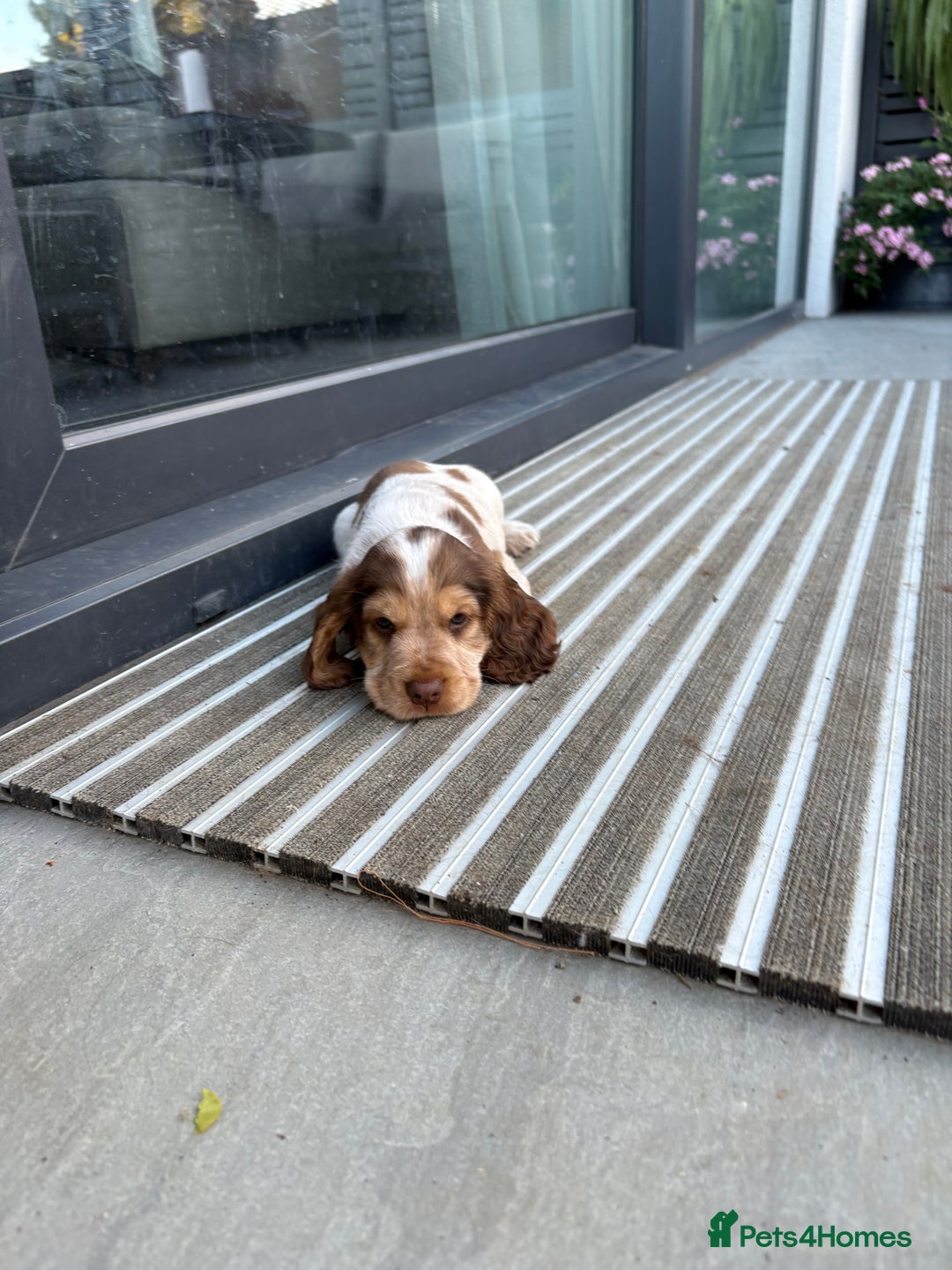 Cocker Spaniel dogs for sale: beautiful KC show cocker spaniel puppies  - Image 25