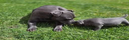 Staffordshire Bull Terrier dogs for sale: 🐾 Blue Staffy  – Champion Bloodline 🐾 - Advert 4