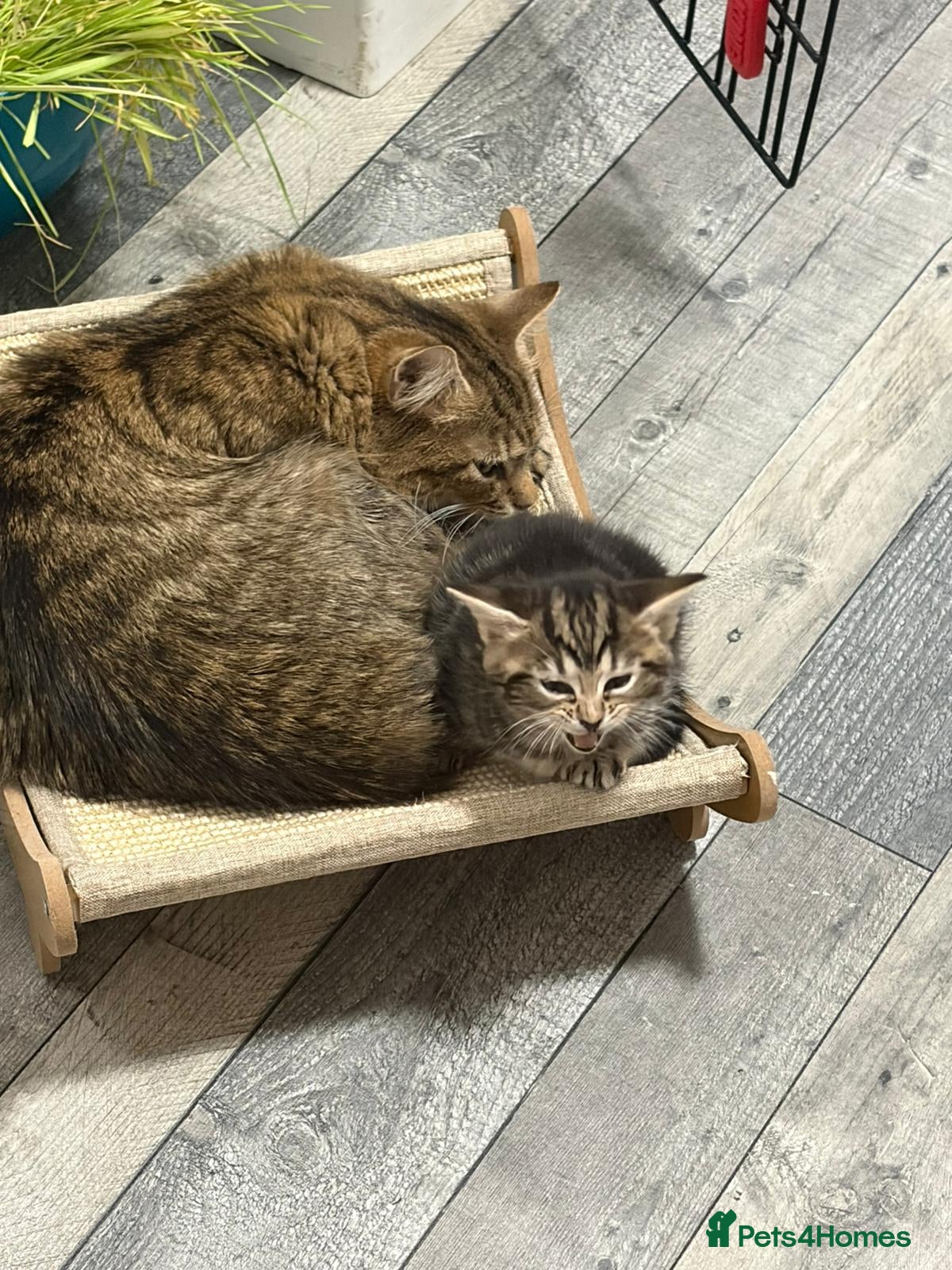 Mixed Breed cats Maine coon x domestic short hair  - Advert 6