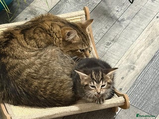 Mixed Breed cats Maine coon x domestic short hair - Advert 6