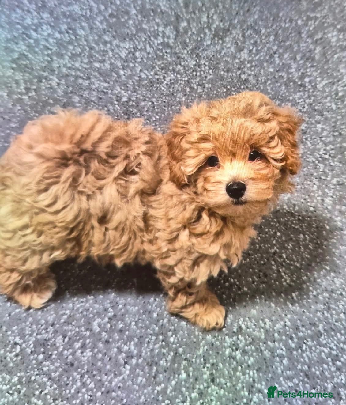 Maltipoo dogs for sale: Maltipoo  - Advert 15