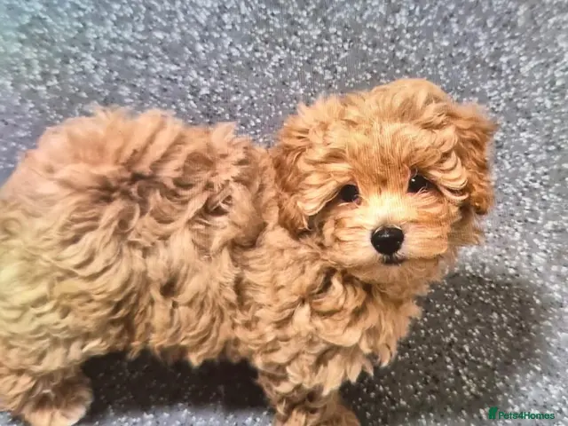 Maltipoo dogs for sale: Maltipoo - Advert 15