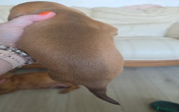 Dachshund dogs for sale: Dachshund for sale. Ready to leave  - Image 10