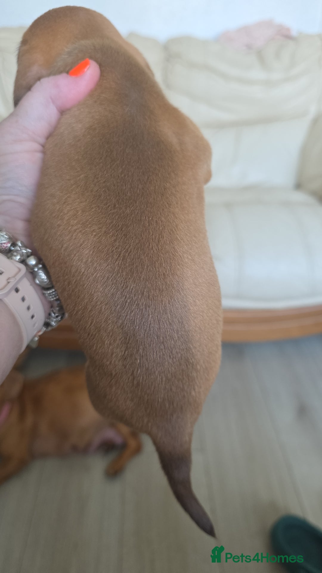 Dachshund dogs for sale: Dachshund for sale. Ready to leave  - Image 10