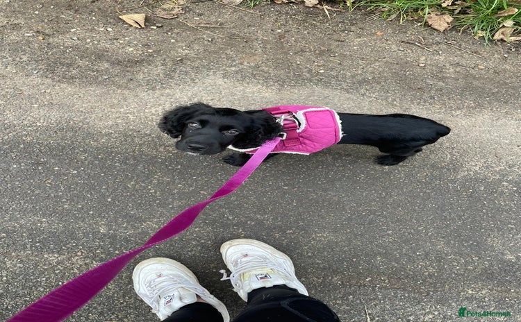 Cocker Spaniel dogs - Advert 11