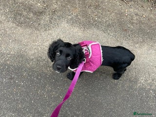 Cocker Spaniel dogs 12 week old cocker spaniel - Advert 4