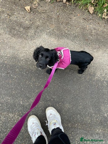 Cocker Spaniel dogs - Advert 11