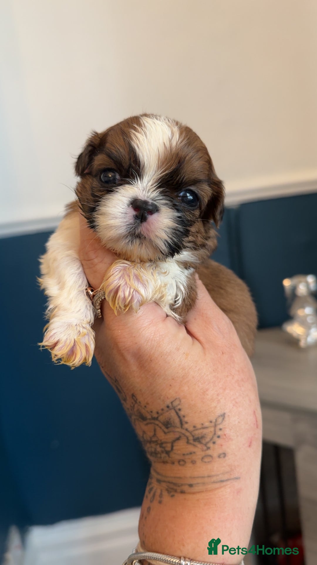 Shih Tzu dogs for sale: Stunning imperial shih tzu puppies  - Advert 23