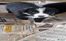 Border Collie dogs for sale: Border collie puppies with KC registered parents - Image 21