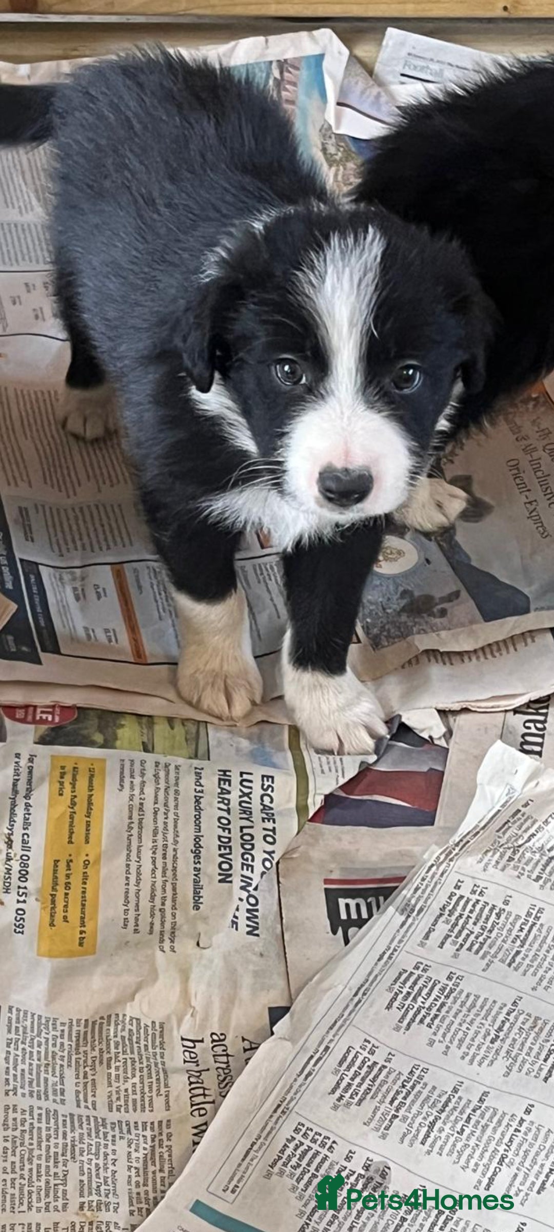 Border Collie dogs for sale: Border collie puppies with KC registered parents - Image 21