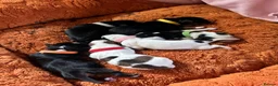 Jack Russell dogs for sale: Jack Russell puppys - Advert 4