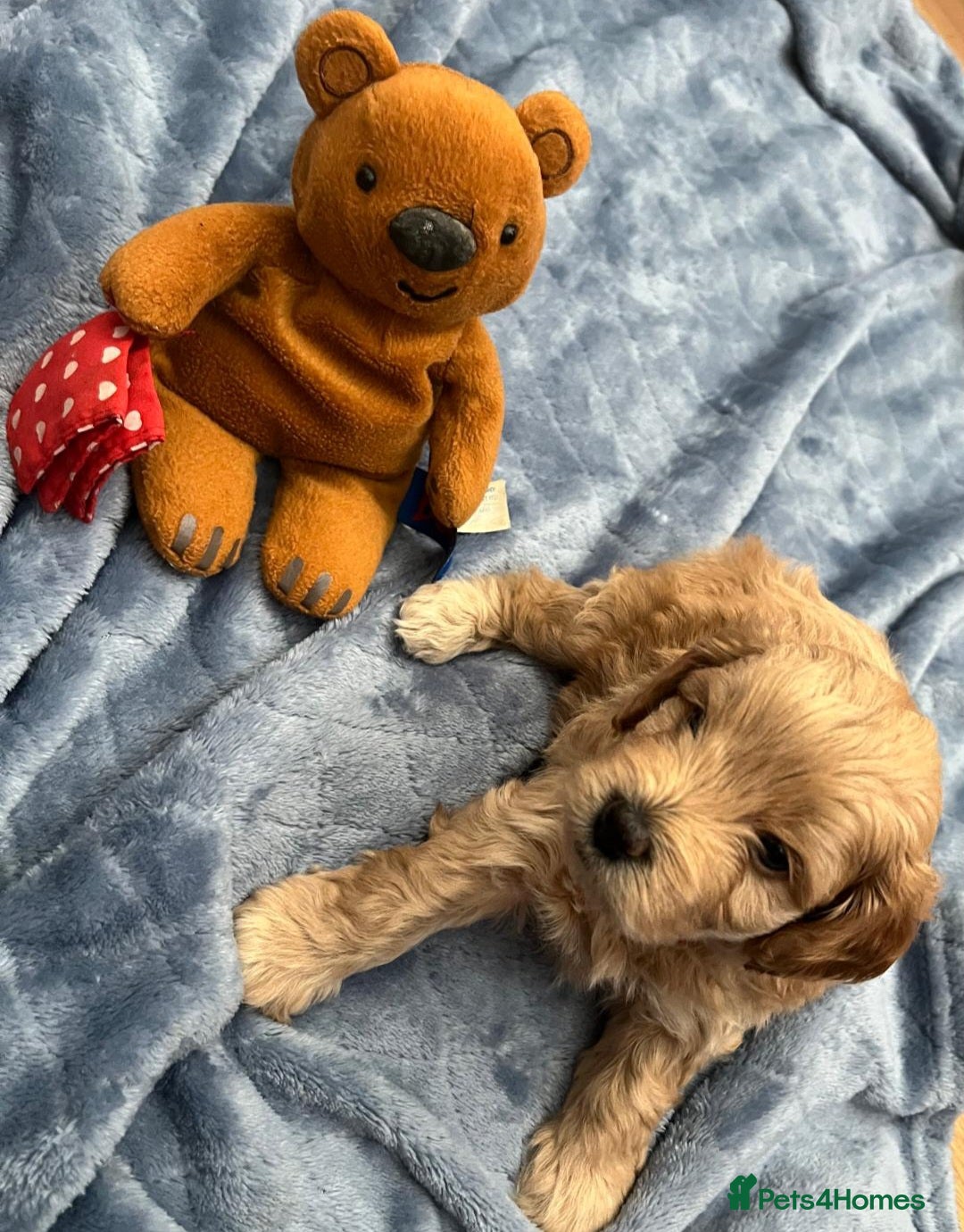 Cockapoo dogs for sale: Beautiful litter of cockapoos - Image 29