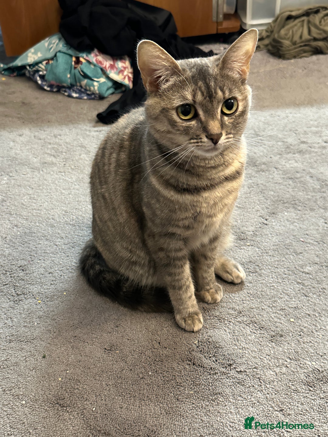 Mixed Breed cats for sale: Torbie Arabian Mau X BSH - Advert 10