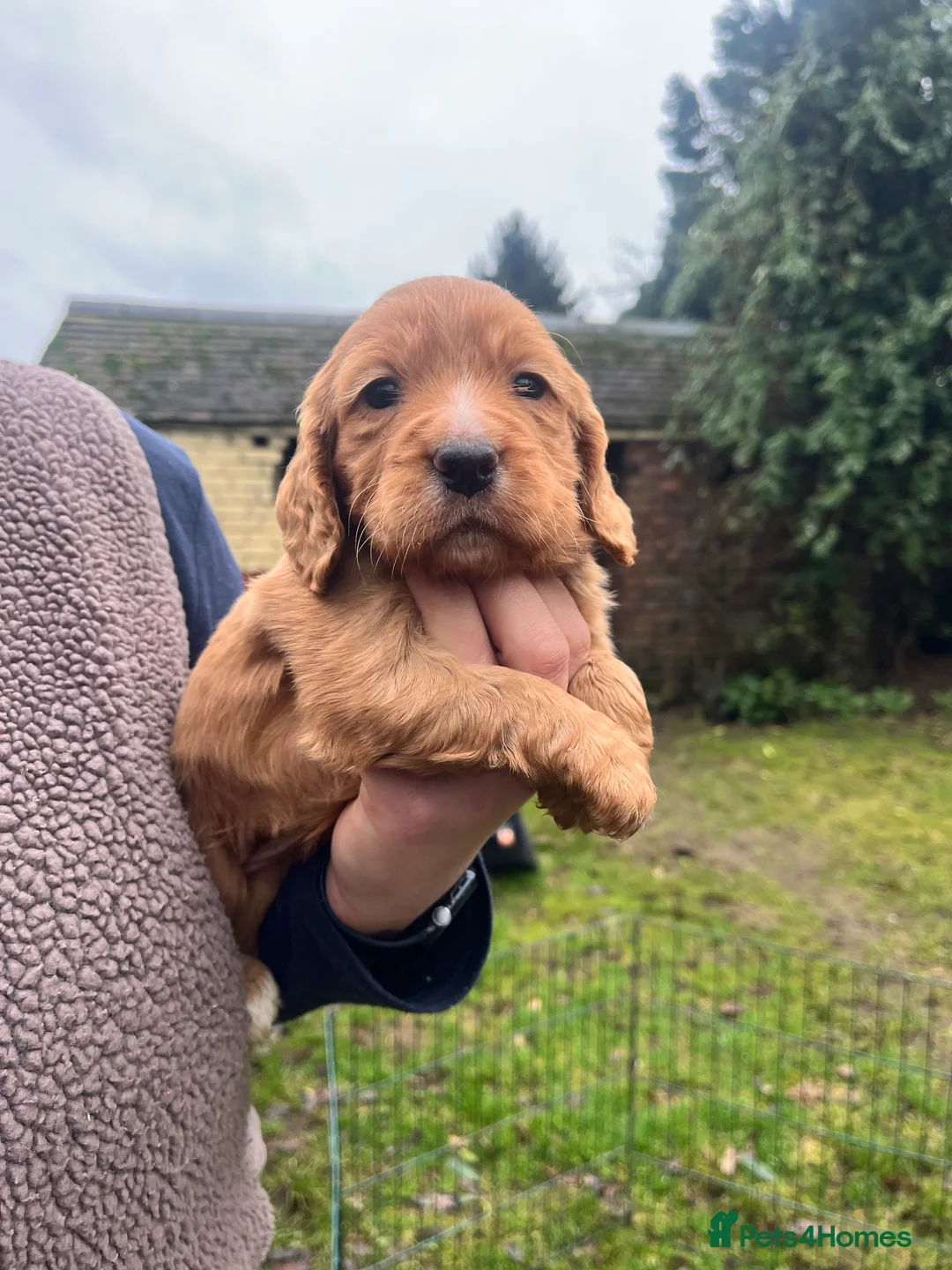 Cocker Spaniel dogs for sale: Working Cocker Spaniels  - Advert 4
