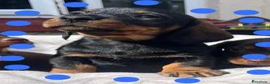 Miniature Dachshund 1