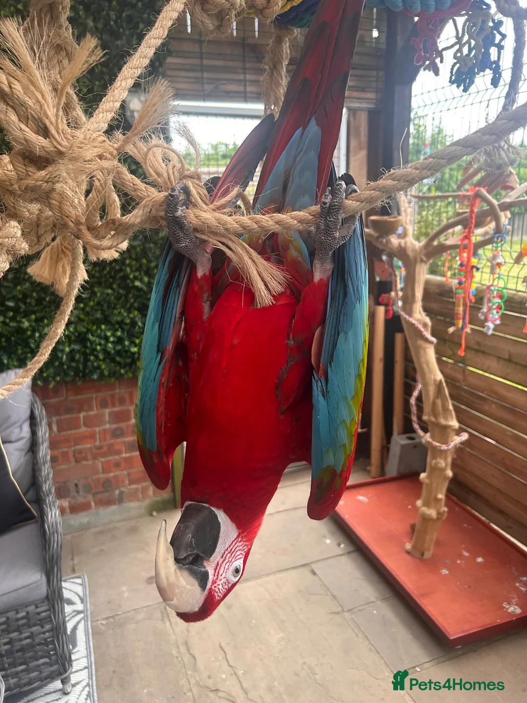 Macaws birds for sale: Green wing macaw  - Advert 5