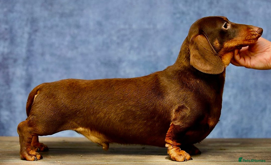 Miniature Dachshund dogs for adoption: Rudi: The Silent Soul Who Survived the Unthinkable - Image 3
