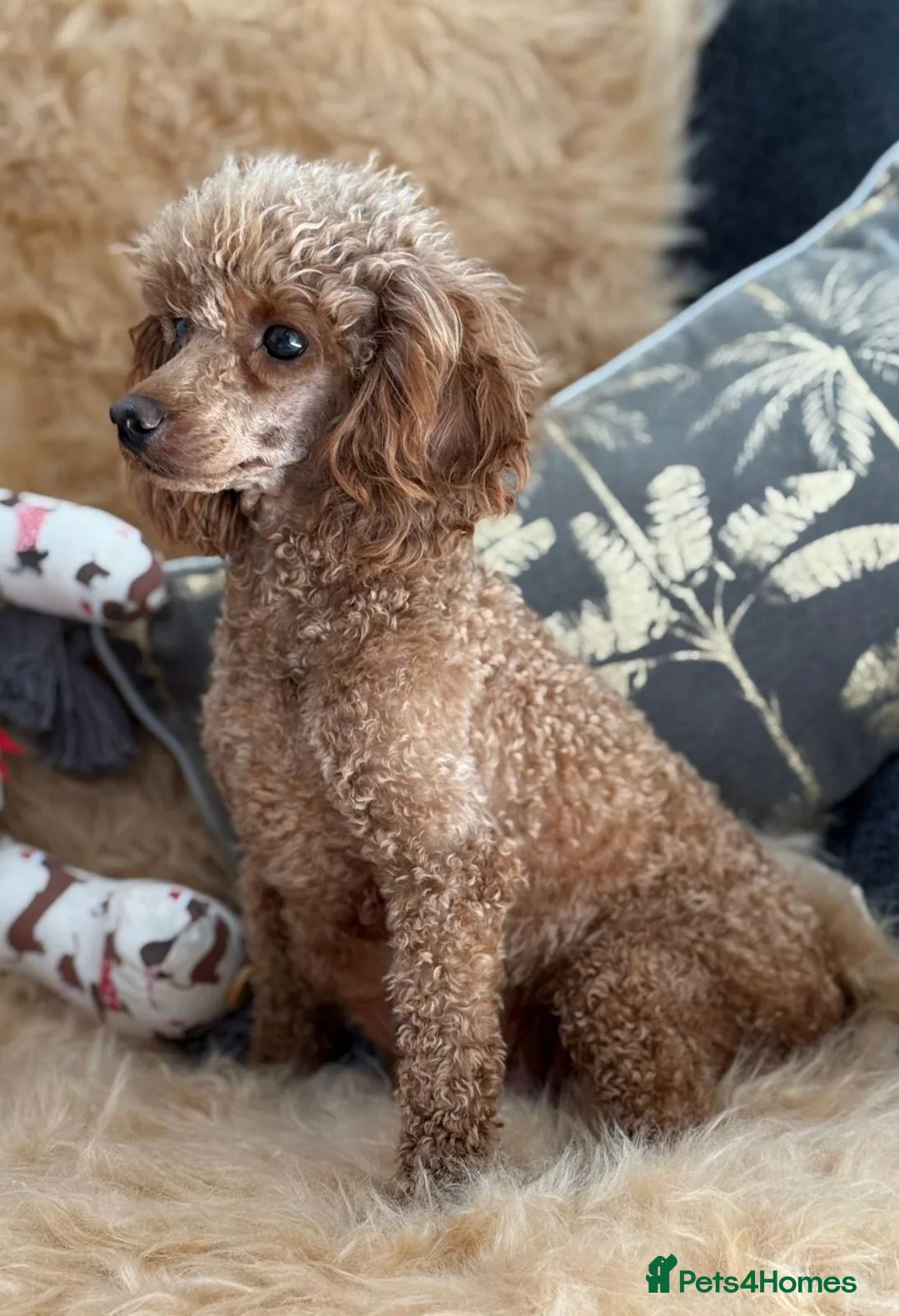Toy Poodle dogs for sale: ❤️❤️Deep Red Petite KC Toy Poodles❤️❤️ - Advert 19