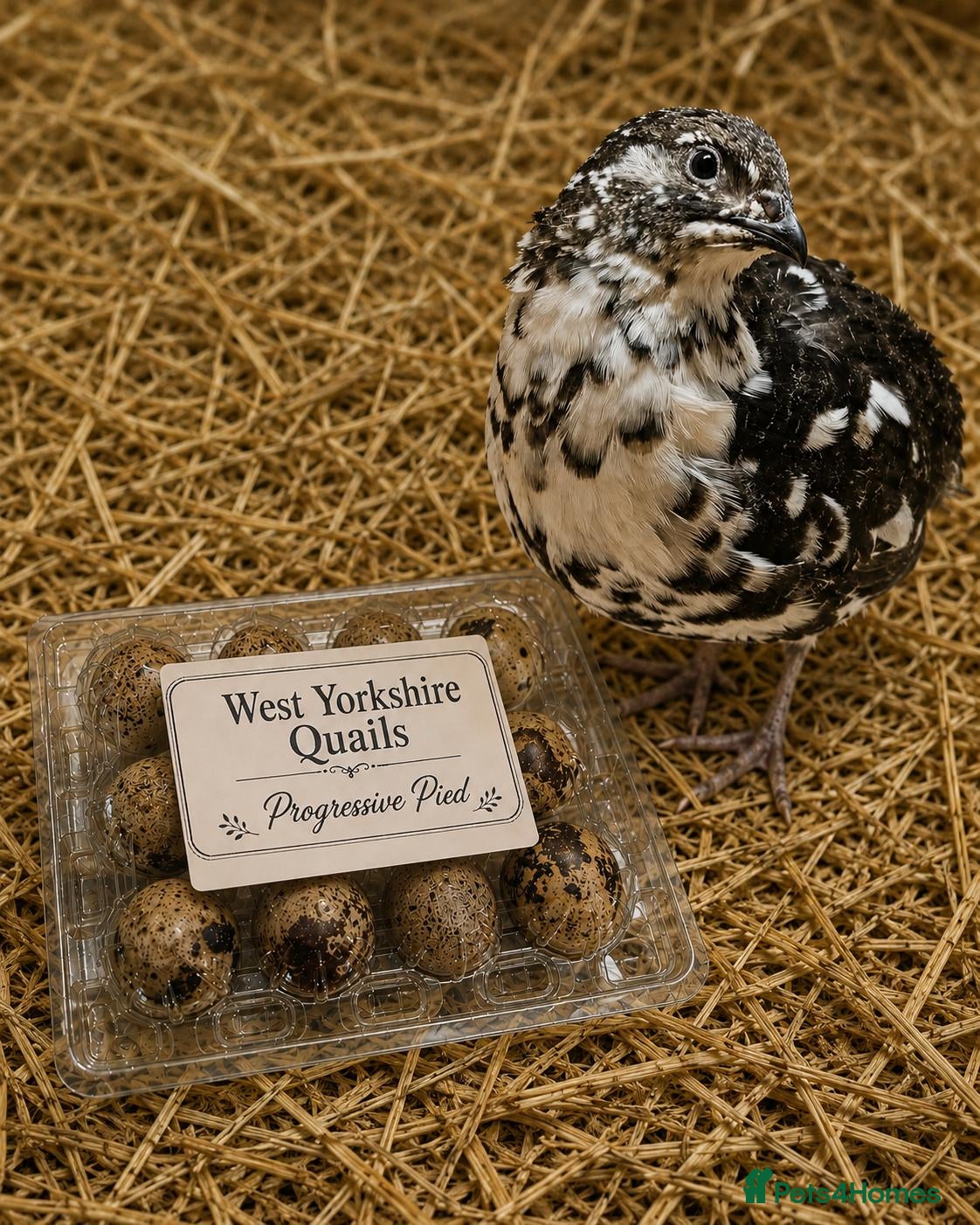 Quail poultry Rare progressive pied coturnix quail hatching eggs - Advert 4