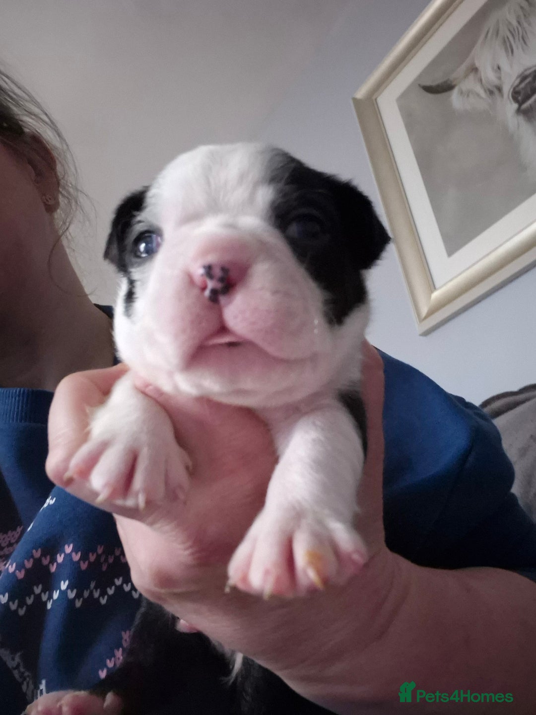 Boston Terrier dogs for sale: Gorgeous chunky Boston terrier pups - Advert 24