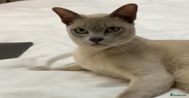 Burmese cats - Advert 10