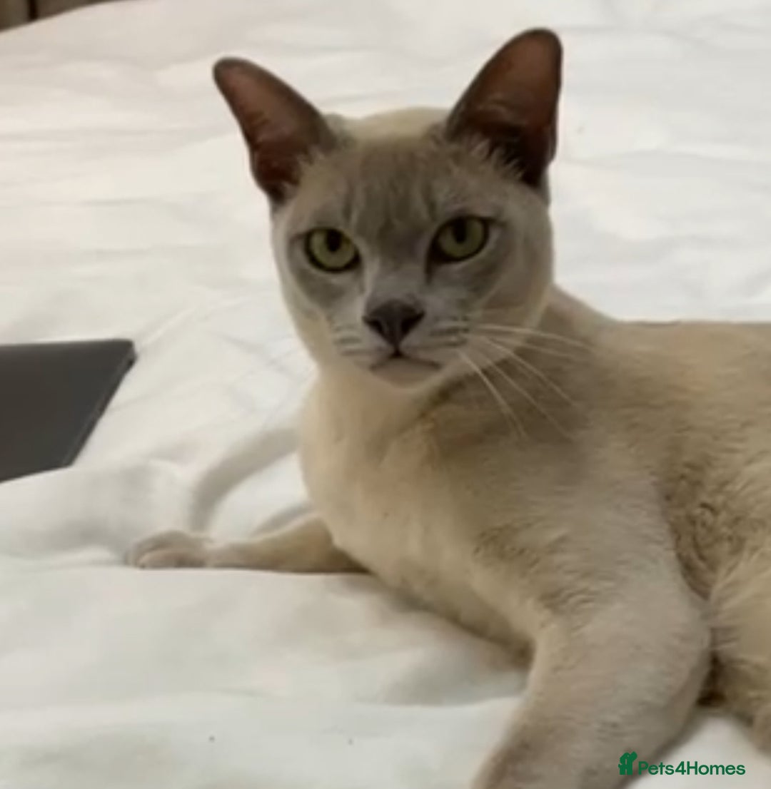 Burmese cats for sale: Chocolte Burmese kitten GCCF registered - Image 2