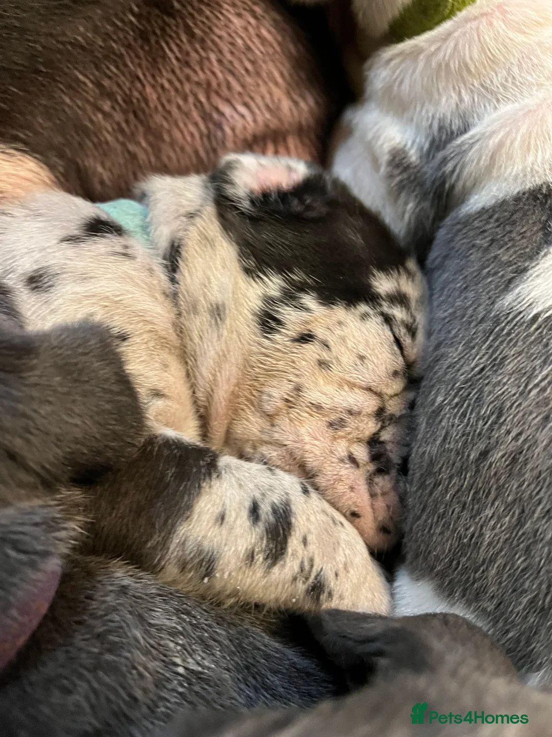 Great Dane dogs for sale: Kc reg Great Dane pups - Advert 15