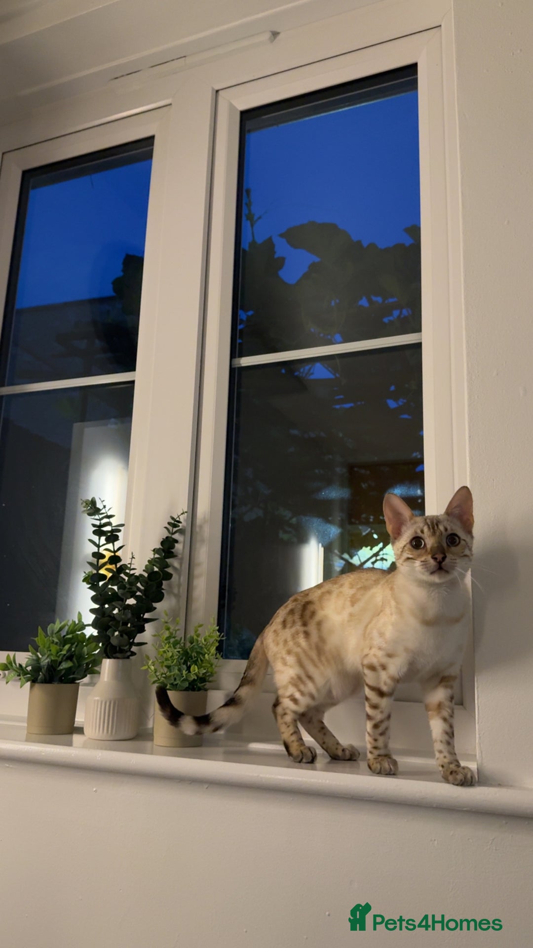 Bengal cats for sale: GCCF Snow Lynx girl  - Advert 2