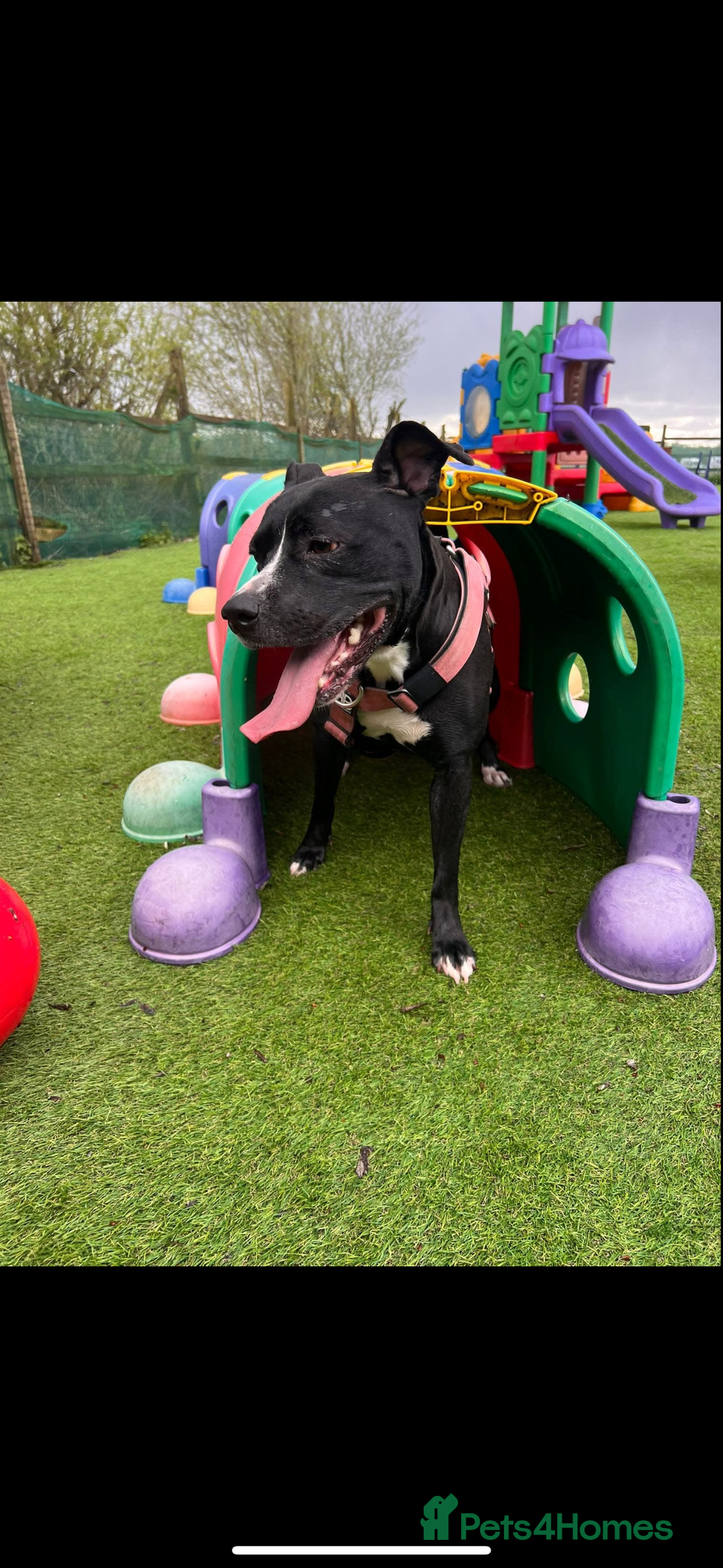 Staffordshire Bull Terrier dogs for sale: Gorgeous staffy puppies  - Advert 3