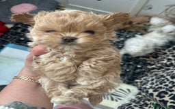 Maltipoo dogs for sale: 🧸🩷 Incredible Asian Maltipoo GIRLS 🩷🧸 - Image 2
