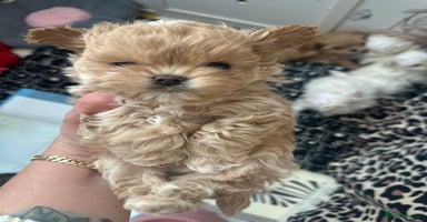 Maltipoo dogs - Advert 6