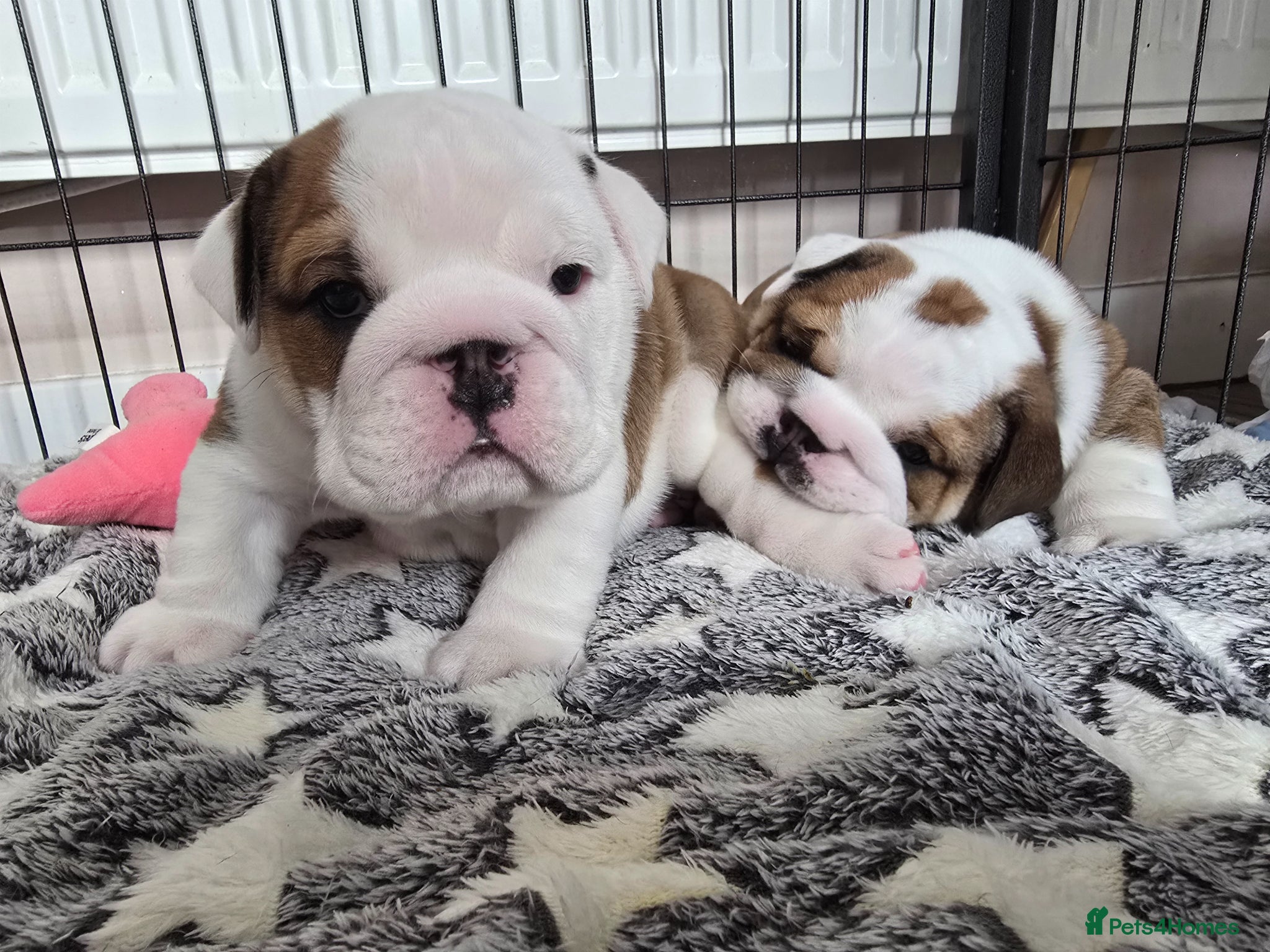English Bulldog dogs 🐶 🔥KC registered English bulldog puppies✨️🔥 - Advert 1